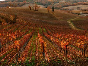 chianti-autunno1