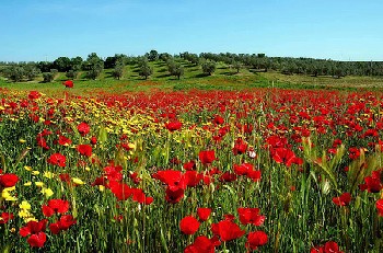 maremma-fiori