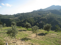 olivi1