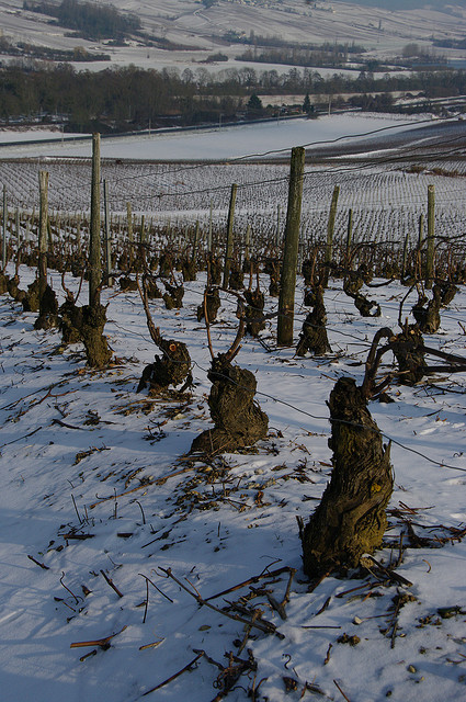 snow vineyard