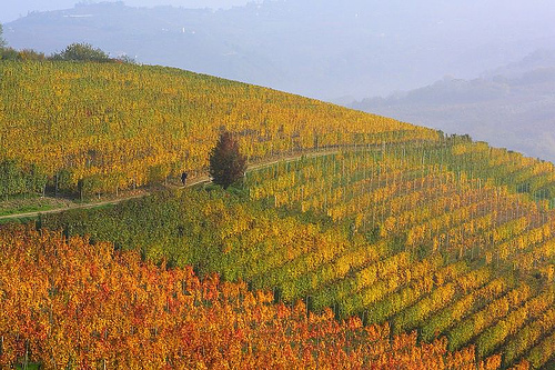 vineyards