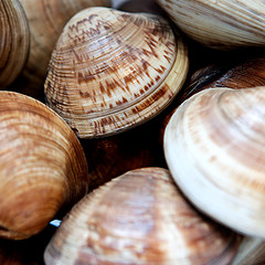 vongolone